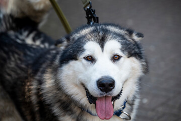 Husky cross dog, London, England, UK