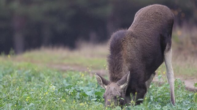 Mammals young cub Elk Moose ( Alces alces ) North part of Poland, Europe autumn time animal feeds on a cultivated field