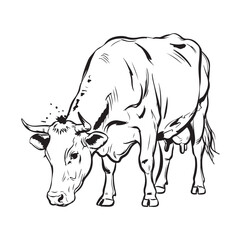 Fototapeta premium Cow and Calf Grazing Together Hand Drawn Sketch Vector Illustration – Realistic Mother Cow with Baby Calf for Farm Print, Nature Art, and Design