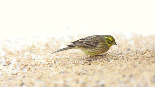 Bird - female Yellowhammer ( Emberiza citrinella ) small yellow bird under the feeder winter snowy time Poland Europe