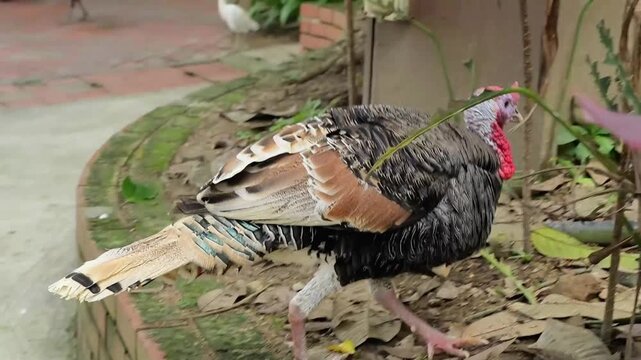 hop! pheasant in the wild, bronze turkey jump to hide in the bushes