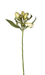 Obraz premium Alstroemeria aurea slender stem bloom isolated background. Single Peruvian lily minimal studio layout. Spring floral botanical concept..