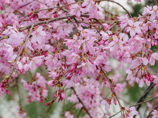 Obraz premium 日本の春、風に揺れるしだれ桜の華やかな風景