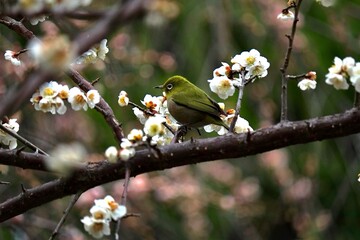 寒い曇りの日のメジロ