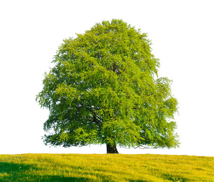  Einzelner Laubbaum als Einzelbaum isoliert als Freisteller &uuml;ber transparentem Hintergrund