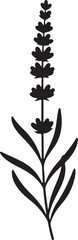 A black silhouette of a lavender plant Vector, illustration