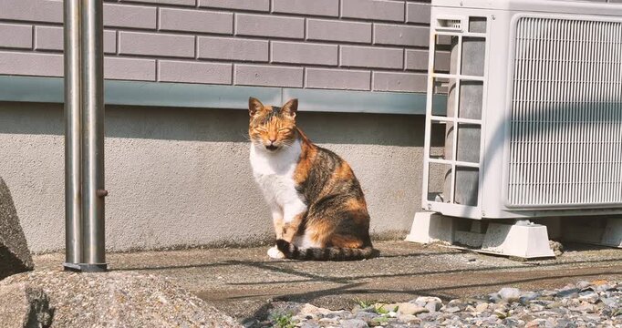 tri-colored cat sitting near house exterior wall and compressor unit
