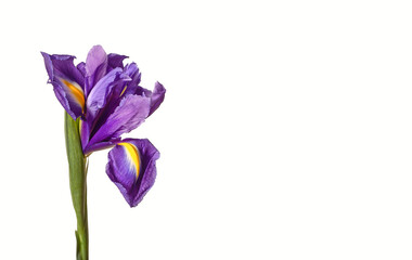 Iris germanica purple flower side view isolated background. Single bloom minimal composition. Spring botanical floral detail concept..