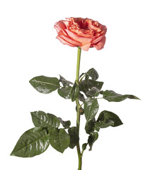 Obraz premium Rosa hybrida peach rose with foliage isolated background. Single garden flower minimal composition. Spring floral botanical concept..