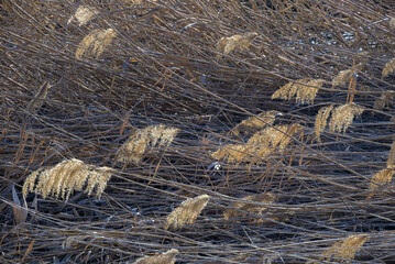Naklejka premium Dry reedbed texture with feathery seed heads