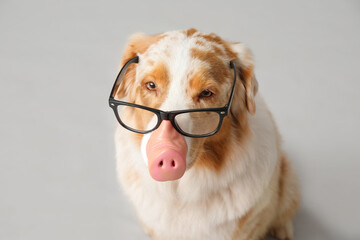 Cute Australian Shepherd dog in novelty glasses on grey background. April Fools day celebration