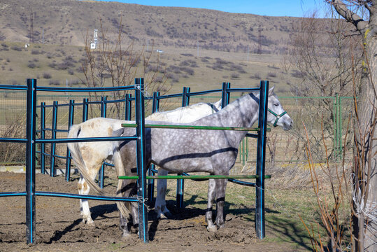 Two horses in a corral on a sunny rural ranch