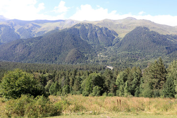Serene mountain forest landscape with vast pine trees covering hillsides