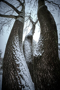 three-tree tree covered in snow touching the sky