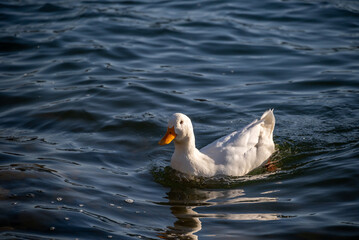 White duck swimming on rippling blue water