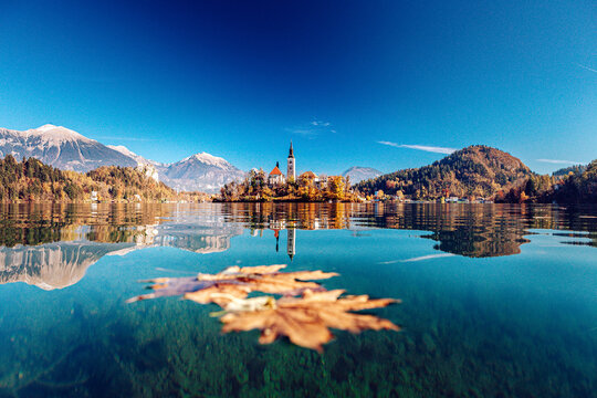 View of autumn hues paint the tranquil lake, mirroring the island church under a clear sky, while fallen leaves gently float, Bled, Radovljica, Slovenia.