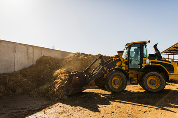 telehandler transporting and distributing silage between farm buildings at a dairy cattle farm. Livestock barns and feeding area visible during sunny day with agricultural machinery in action. © aitor