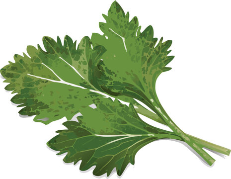 Fresh green oak and maple tree foliage with vibrant leaves on a natural branch during a lush spring or summer season in a macro botany close-up.