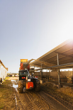 Agricultural telehandler unloading silage into a feeding system beside dairy cows inside an open barn. Active livestock feeding operation in a rural environment.
