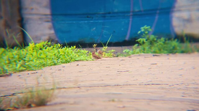 Two sparrows standing on pavement near green plants in urban outdoor setting