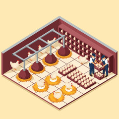 Farmers Collecting Eggs from Chicken Coop. © Anak