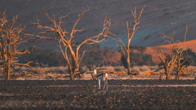 View of a springbok standing gracefully amidst the stark, sun-kissed landscape, framed by skeletal trees against the backdrop of the Hardap mountains, Namibia,  Hardap Region, Namibia.
