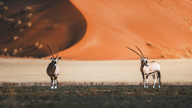 View of two oryx standing majestically in the foreground against the backdrop of a massive sand dune, casting a deep shadow in the desert,  Hardap Region, Namibia.