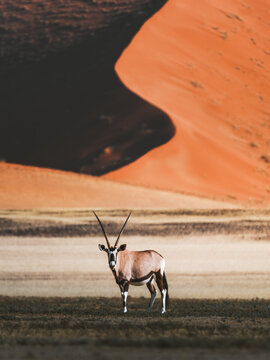 View of an oryx standing gracefully against the backdrop of towering sand dunes casting deep shadows in Sossusvlei, Hardap Region, Namibia.