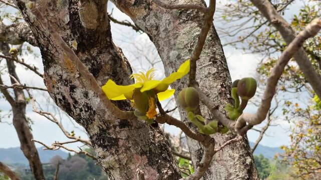 A flowering Sathan Yai tree (Cochlospermum vitifolium), photographed in Thailand. The image shows a large yellow flower with five petals and developing fruits on leafless branches.