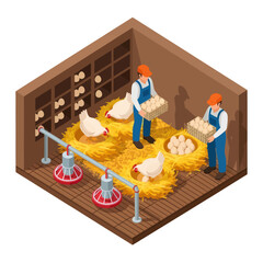 Farmers Collecting Chickens in Poultry Farm. © Anak