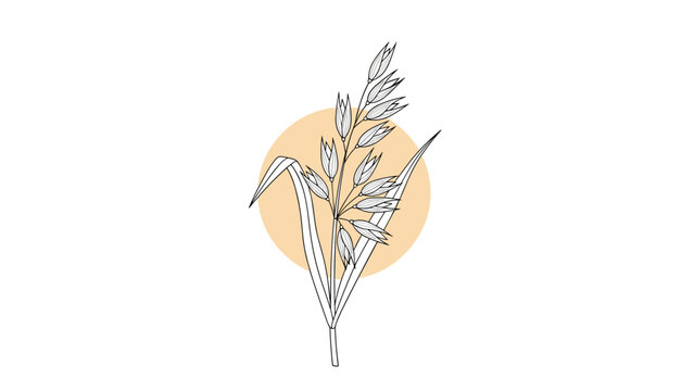 Detailed botanical sketch of a cereal plant like oats or wheat grain with seeds and leaves over an orange circle background.