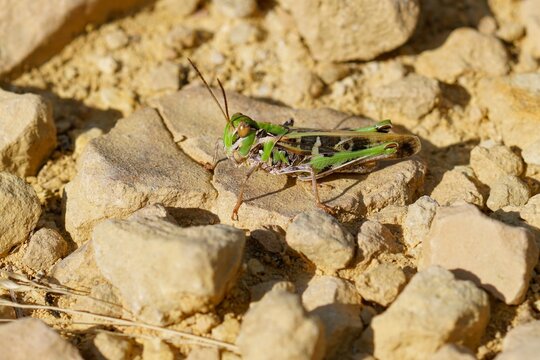 Closeup on the colorful Handsome cross grasshopper, Oedaleus decorus