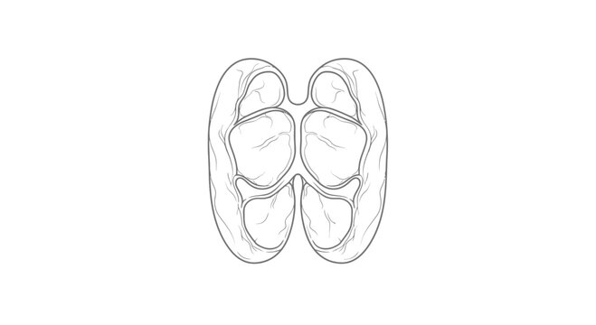 Anatomical illustration of the human cerebellum, line drawing, top view