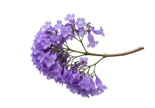 Cluster of vibrant purple jacaranda flowers isolated on transparent background