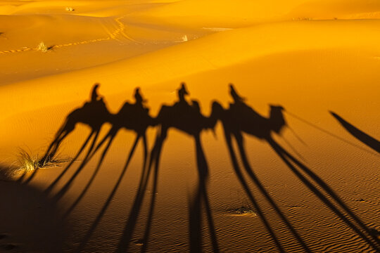 Shadows of camels and riders stretch across the rippled sand dunes. Mezouga,Sahara desert,Morocco