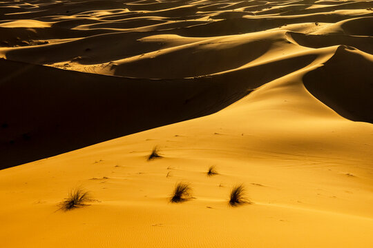 Golden sand dunes with sparse vegetation under a bright sun. Mezouga,Sahara desert,Morocco