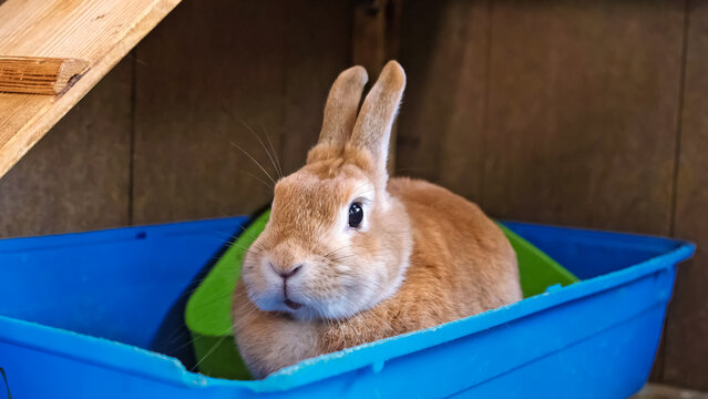 Cute beige domestic rabbit sitting in toilet basin. Beautiful pet animal looking at the camera rests in the tray of cage. Easter bunny. Close-up. High quality photo.