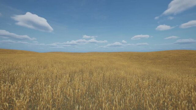A wheat field against a cloudy sky is a landscape. Golden ears of wheat, swaying in the wind.