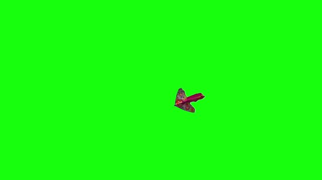 A Bright Kite with a Long Tail of Silk Ribbons Flies in a Light Wind Kite Flying in Sky Kite Festival Green Screen Realistic Naturalistic 4K UHD Chroma Key Background
