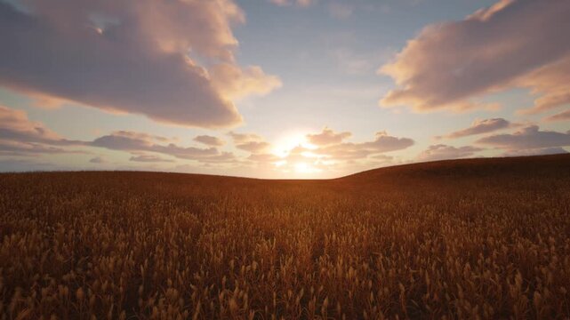 Golden wheat field at sunset with clouds. Sunset over an endless wheat field. A wheat field in the golden hour.
