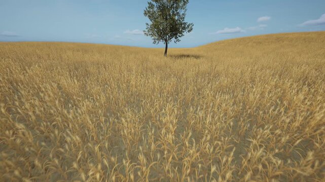 A lonely tree in a golden wheat field. A single tree in a shiny wheat field.