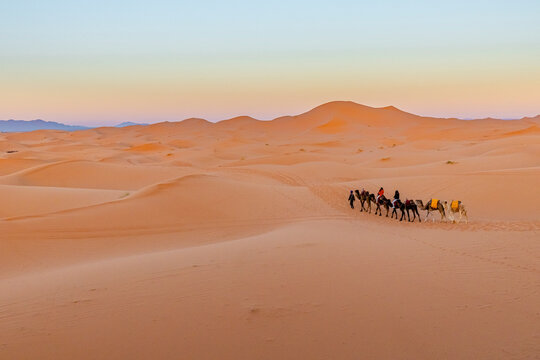 A camel caravan traverses rolling sand dunes under a pastel sky at sunset. Mezouga,Sahara desert,Morocco