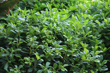 Obraz premium Colorful plants in a Mediterranean garden. Selective focus.