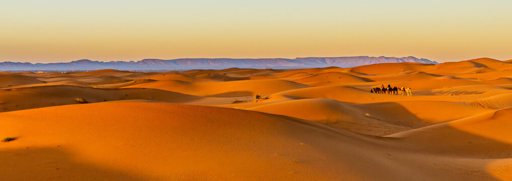 A wide shot of a camel caravan traversing rolling orange sand dunes under a clear sky, with distant mountains. Mezouga,Sahara desert,Morocco