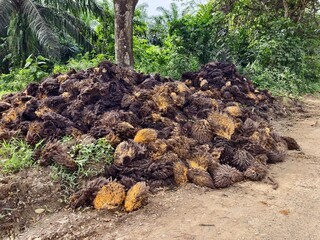 Oil Palm waste (jangkos) in Kalimantan plantations is turned into organic fertilizer