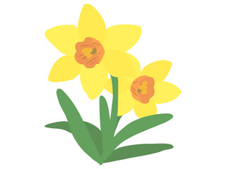 スイセン 黄色 オレンジラッパ 主線なし