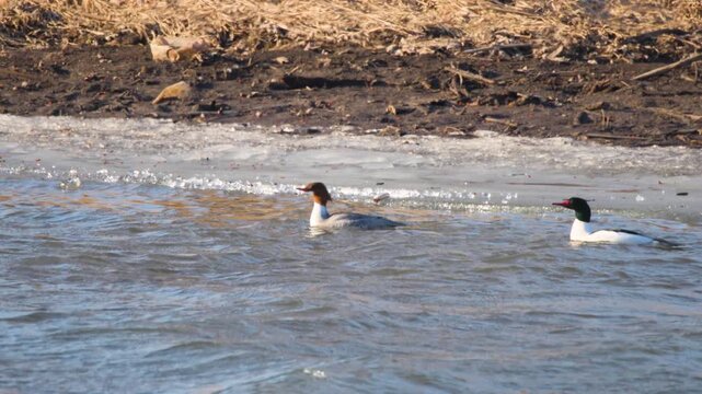 Common Merganser (Mergus merganser) Floating Gracefully on Windy Des Plaines River in Slow Motion