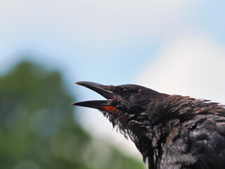 くちばしを開いて鳴くカラス
