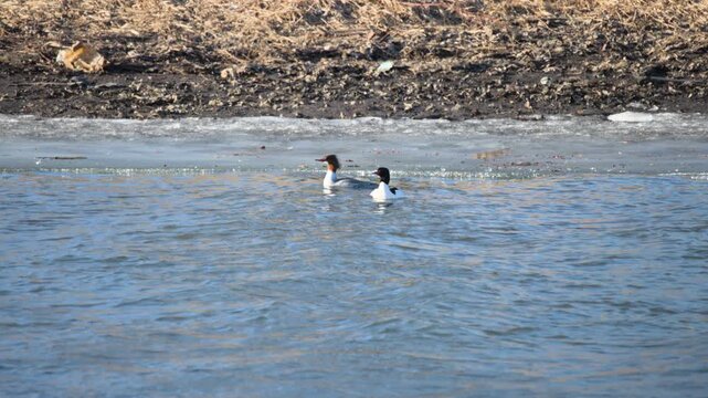 Common Merganser (Mergus merganser) Pair in Natural River Habitat