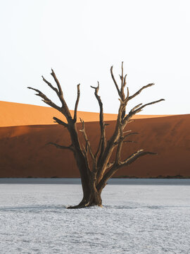 View of a stark, skeletal tree silhouetted against the vibrant orange dunes and blinding white pan of Dead Vlei, a timeless tableau of desert beauty, Sossusvlei, Namibia.